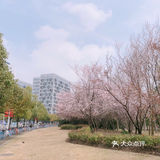 🌸樱花都开好了🌸