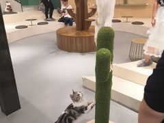 -飞行喵MR PILOT|猫舍·猫咖(静安大融城店)