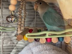 -爱侣宠医·鹦鹉专科·小型哺乳类·异宠专科(灵石路店)