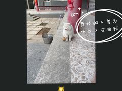 院子里的猫猫-山居书舍