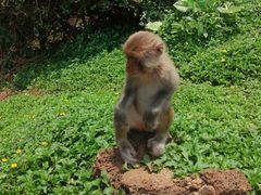 -海南热带野生动植物园
