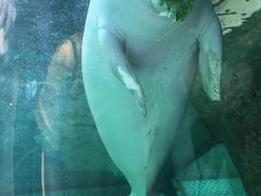 -悉尼海洋生物水族馆