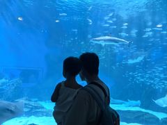 -海合安成都极地海洋公园