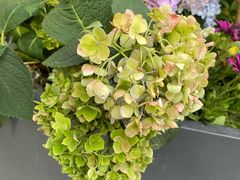 -蘇锦宴·淮扬菜烤鸭·小院(三元桥霄云路店)