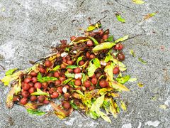 -荔枝公园(福田区)