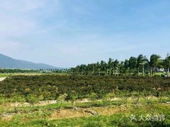 -亚龙湾国际玫瑰谷