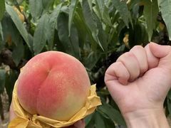-南汇新场正宗水蜜桃采摘