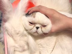 -猫色咖啡·猫咖