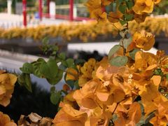 -芬芳甜品(东风西路店)
