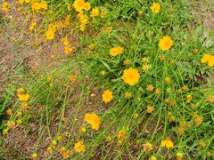 -大兴滨河森林公园