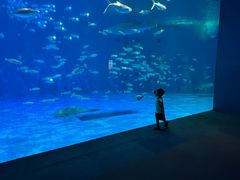 -鹿儿岛水族馆
