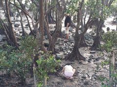 -宝安西湾红树林湿地公园