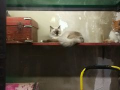 -猫咪博物馆(顶澳仔猫街店)