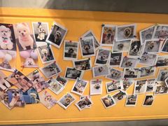 -PETKIT 小佩宠物·低压洗护·美容·寄养(安远店)