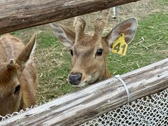 -杭州湾海上花田景区