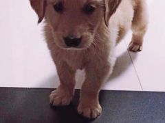 -翊宠yipet猫狗购宠庄园犬舍•猫舍