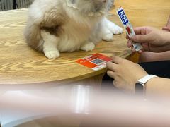 -藏猫猫咖啡主题馆(中央大道店)