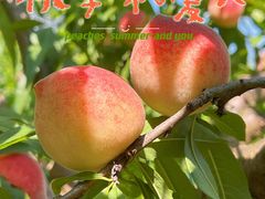 -桃源山庄·水蜜桃采摘·柴火鸡·烧烤团建(龙泉山店)
