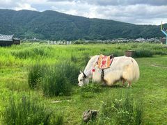 -腾冲北海湿地