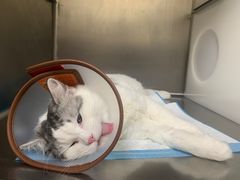 -艾贝尔宠物诊疗