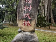 -瑞丽独树成林风景区