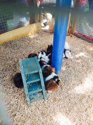 -萌宠亲子动物乐园(槐房万达店)