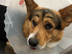 -北京赛佳动物医院