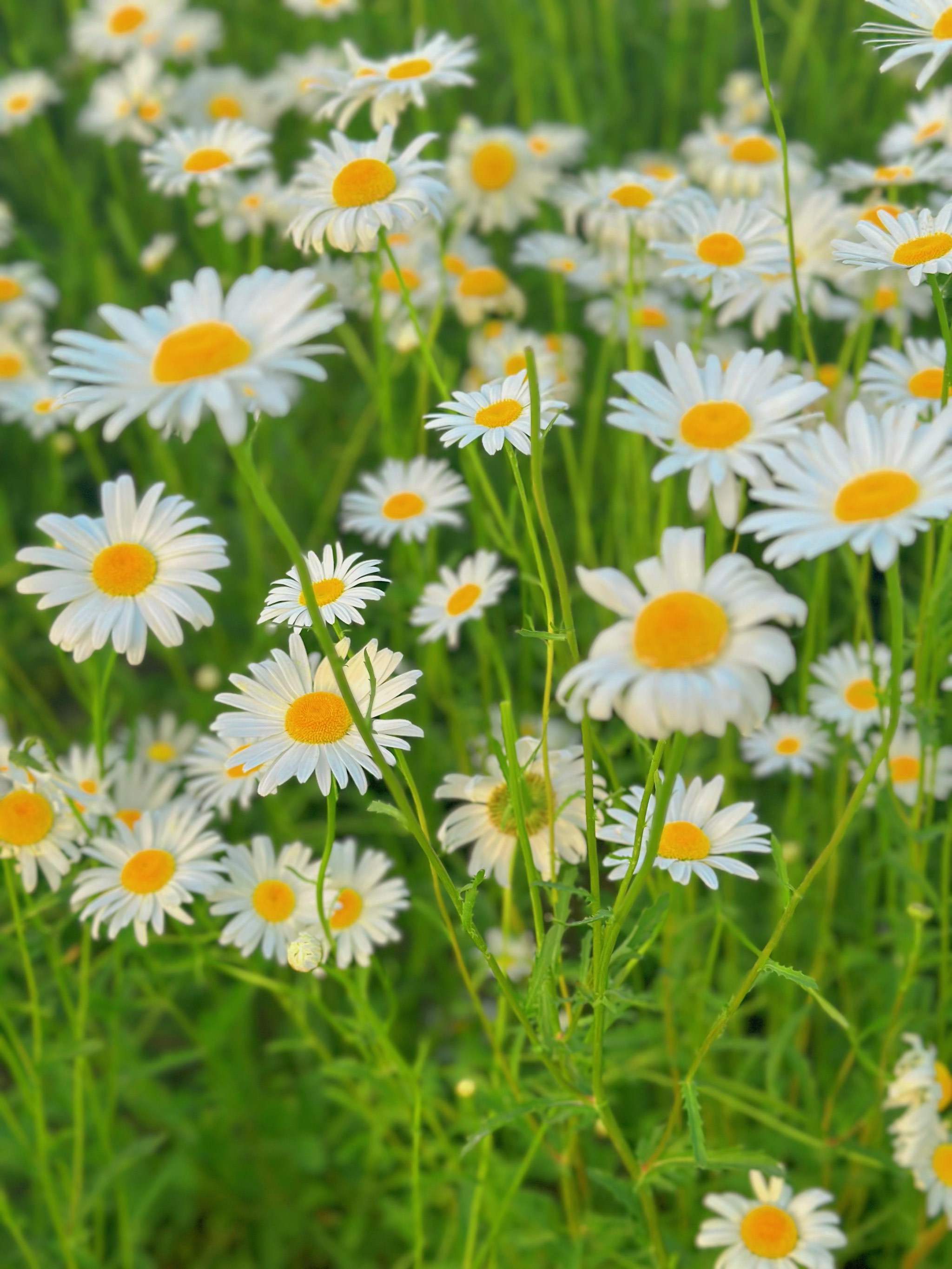 闯入宫崎骏的夏天🌼奥北森林公园小雏菊秘境