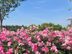 -广富林郊野公园