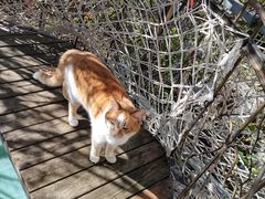 -喵屿·大理花园猫咖