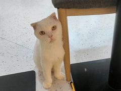 -喵园·猫主题咖啡厅·撸猫·猫咖(国贸店)