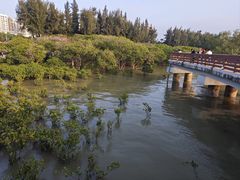-宝安西湾红树林湿地公园