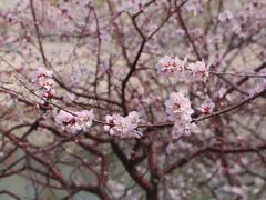 -桃花堤公园