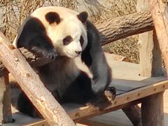 -大连森林动物园