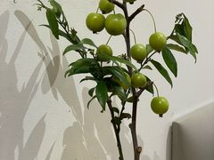 -Line 咖啡(石厦花园店)