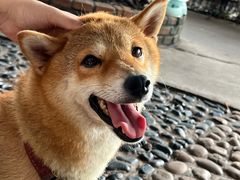 -柴犬高等学院·狗咖·柴犬售卖·宠物训练