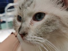 -怪兽屋·羊驼·猫咖·狗咖(俊华广场店)