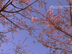 -古柏渡丰乐樱花园