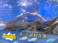 -盒马鲜生(皇庭广场店)