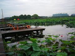 -荷塘月色湿地公园·向阳花洲