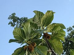 -深圳湾公园(南山区)