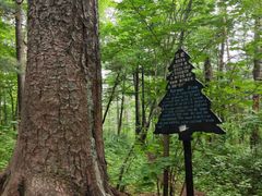 -五营红松林海景区