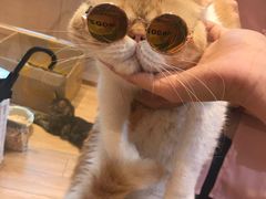 -Pets First伊珊娜洗护·精致美容·家庭式寄养(新会路店)