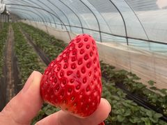 -胜丰草莓采摘园