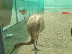 -盐城丹顶鹤湿地生态旅游区