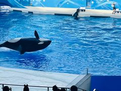 -上海海昌海洋公园