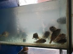 -原味蒸汽海鲜(嵊泗店)