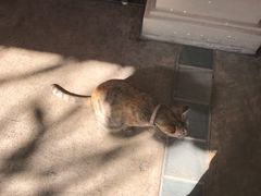 -清迈菩提塞雷纳