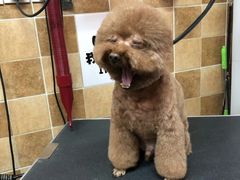 -我爱吾宠宠物美容院(朝阳路店)
