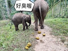 -野象谷景区